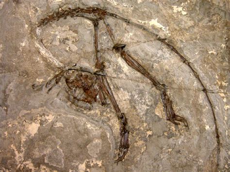 oldest primate fossil china